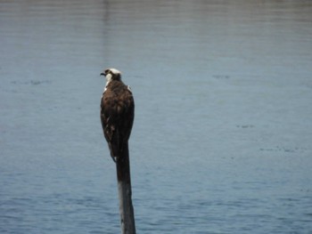 ミサゴ 大阪南港野鳥園 2024年4月14日(日)