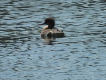 Red-breasted Merganser Osaka Nanko Bird Sanctuary Sun, 4/14/2024