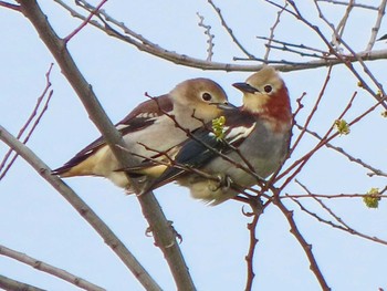 Chestnut-cheeked Starling 三重 Sat, 4/13/2024