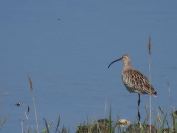 ホウロクシギ 大阪南港野鳥園 2024年4月14日(日)