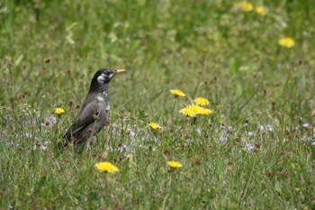 ムクドリ 庄内緑地公園 2024年4月14日(日)