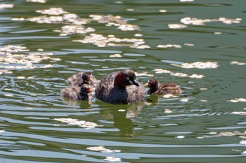 Little Grebe 京都府 Sun, 4/14/2024