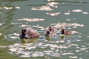 Little Grebe 京都府 Sun, 4/14/2024