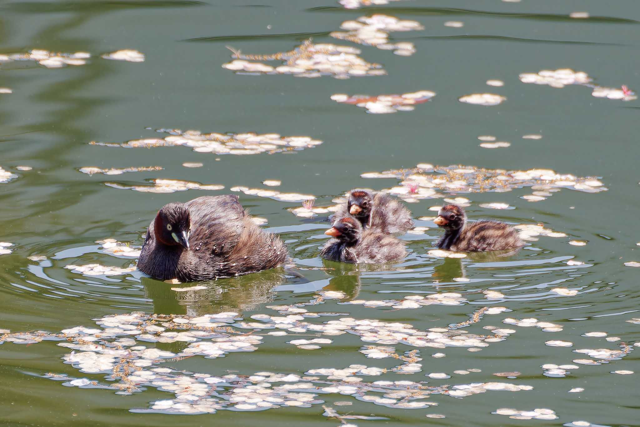 Photo of Little Grebe at 京都府 by Syun