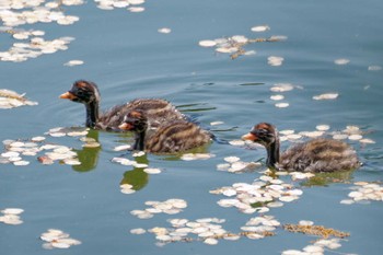 Little Grebe 京都府 Sun, 4/14/2024