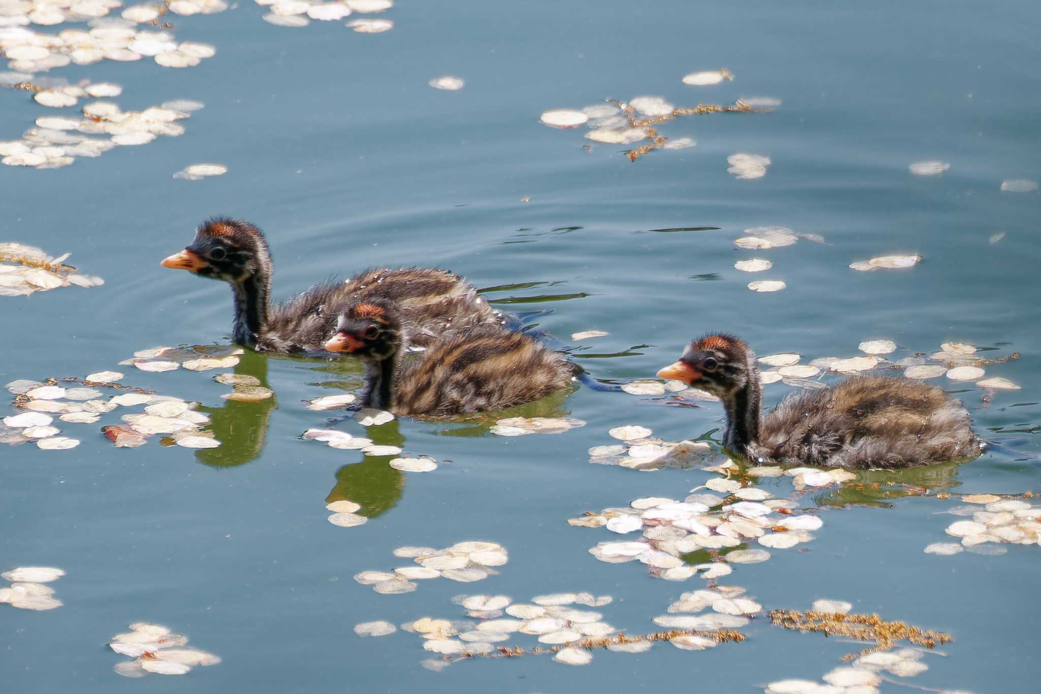 Photo of Little Grebe at 京都府 by Syun