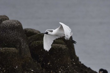 Black-faced Spoonbill Kasai Rinkai Park Fri, 4/12/2024