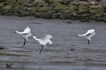 Black-faced Spoonbill Kasai Rinkai Park Fri, 4/12/2024