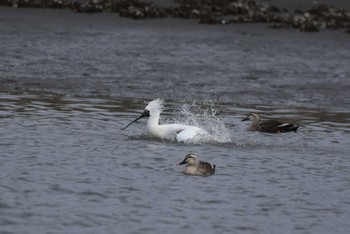 クロツラヘラサギ 葛西臨海公園 2024年4月12日(金)