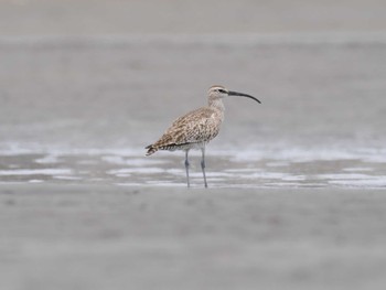 チュウシャクシギ ふなばし三番瀬海浜公園 2024年4月13日(土)