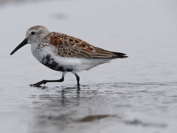 Dunlin Sambanze Tideland Sat, 4/13/2024