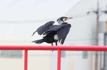 Great Cormorant 土留木川河口(東海市) Sun, 4/7/2024