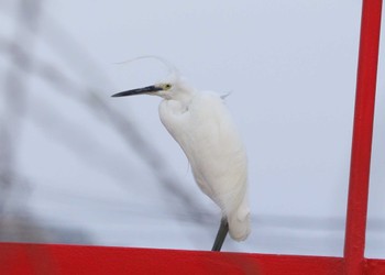 Little Egret 土留木川河口(東海市) Sun, 4/7/2024