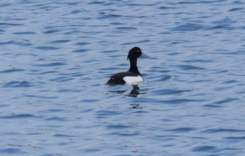 Tufted Duck 土留木川河口(東海市) Sun, 4/7/2024