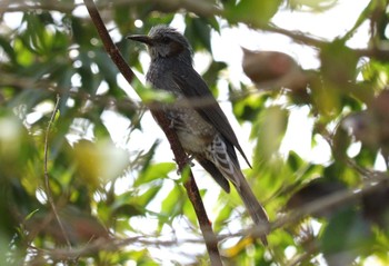 Brown-eared Bulbul 土留木川河口(東海市) Sat, 4/13/2024