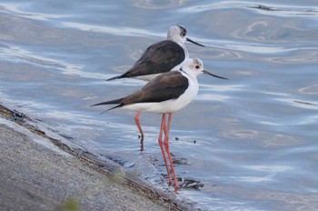 Black-winged Stilt 土留木川河口(東海市) Sun, 4/7/2024