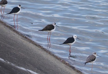 Black-winged Stilt 土留木川河口(東海市) Sun, 4/7/2024