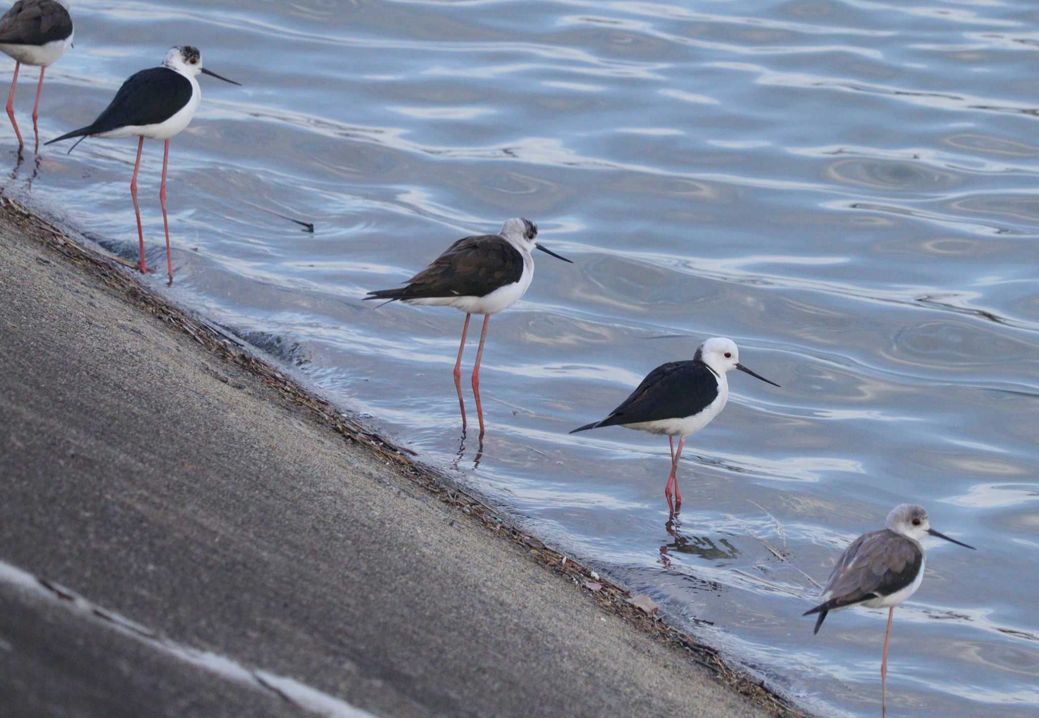 Black-winged Stilt