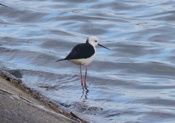 Black-winged Stilt 土留木川河口(東海市) Sun, 4/7/2024