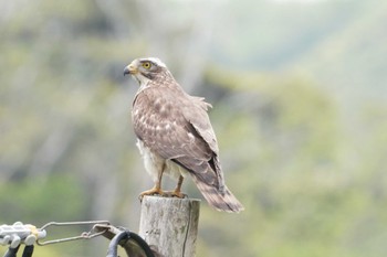 Grey-faced Buzzard Amami Island(General) Mon, 3/25/2024