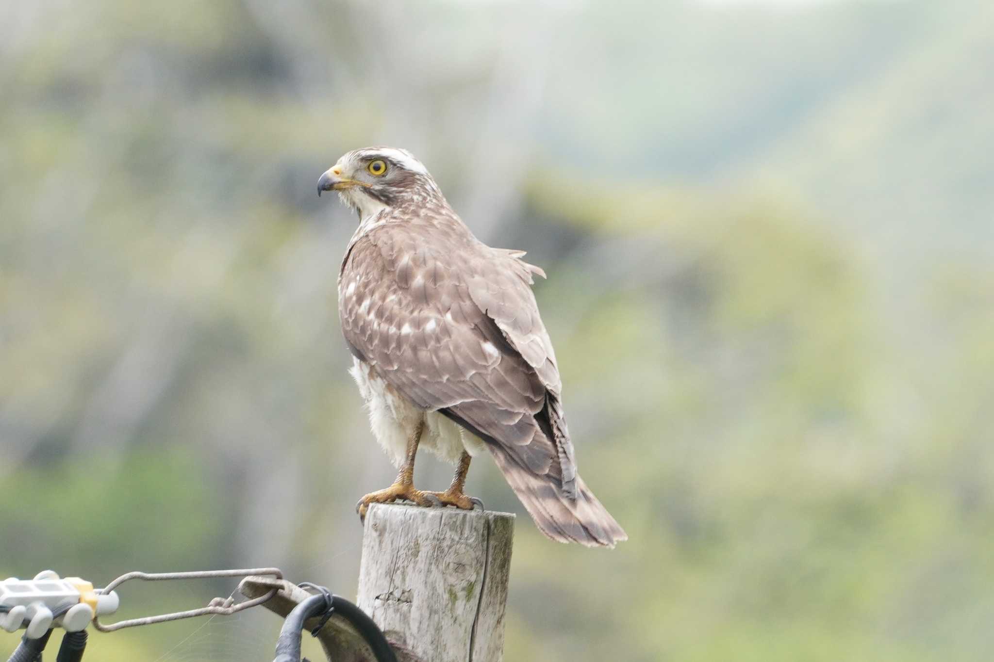 Grey-faced Buzzard