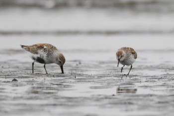 ヒメハマシギ ふなばし三番瀬海浜公園 2024年4月6日(土)