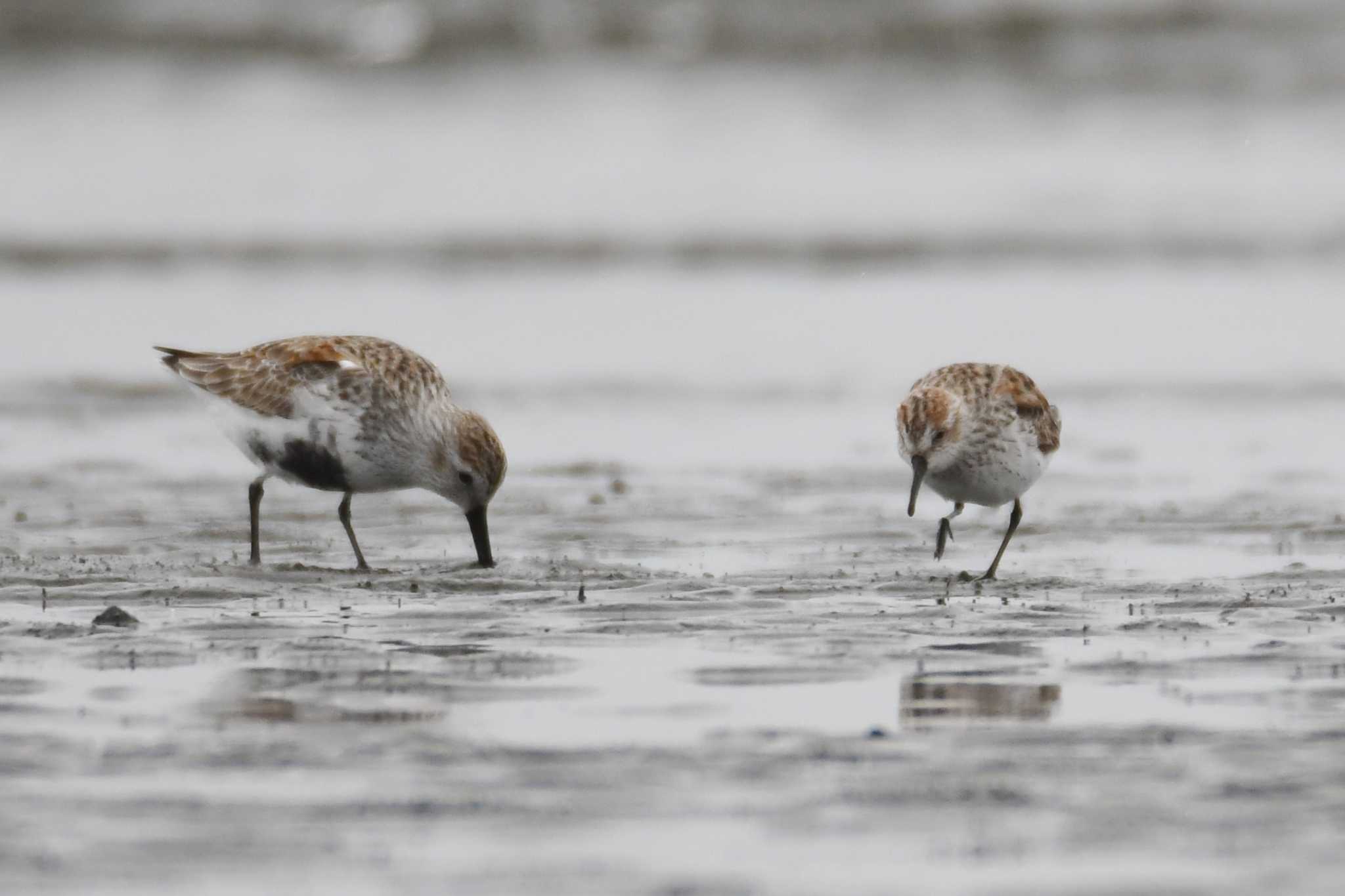 ふなばし三番瀬海浜公園 ヒメハマシギの写真 by あひる