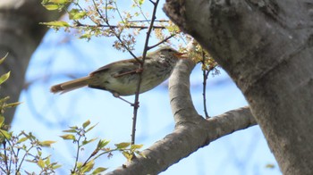 Japanese Bush Warbler 祖父江ワイルドネイチャー緑地 Fri, 4/12/2024