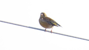 Grey-capped Greenfinch 自宅前 Sun, 4/14/2024