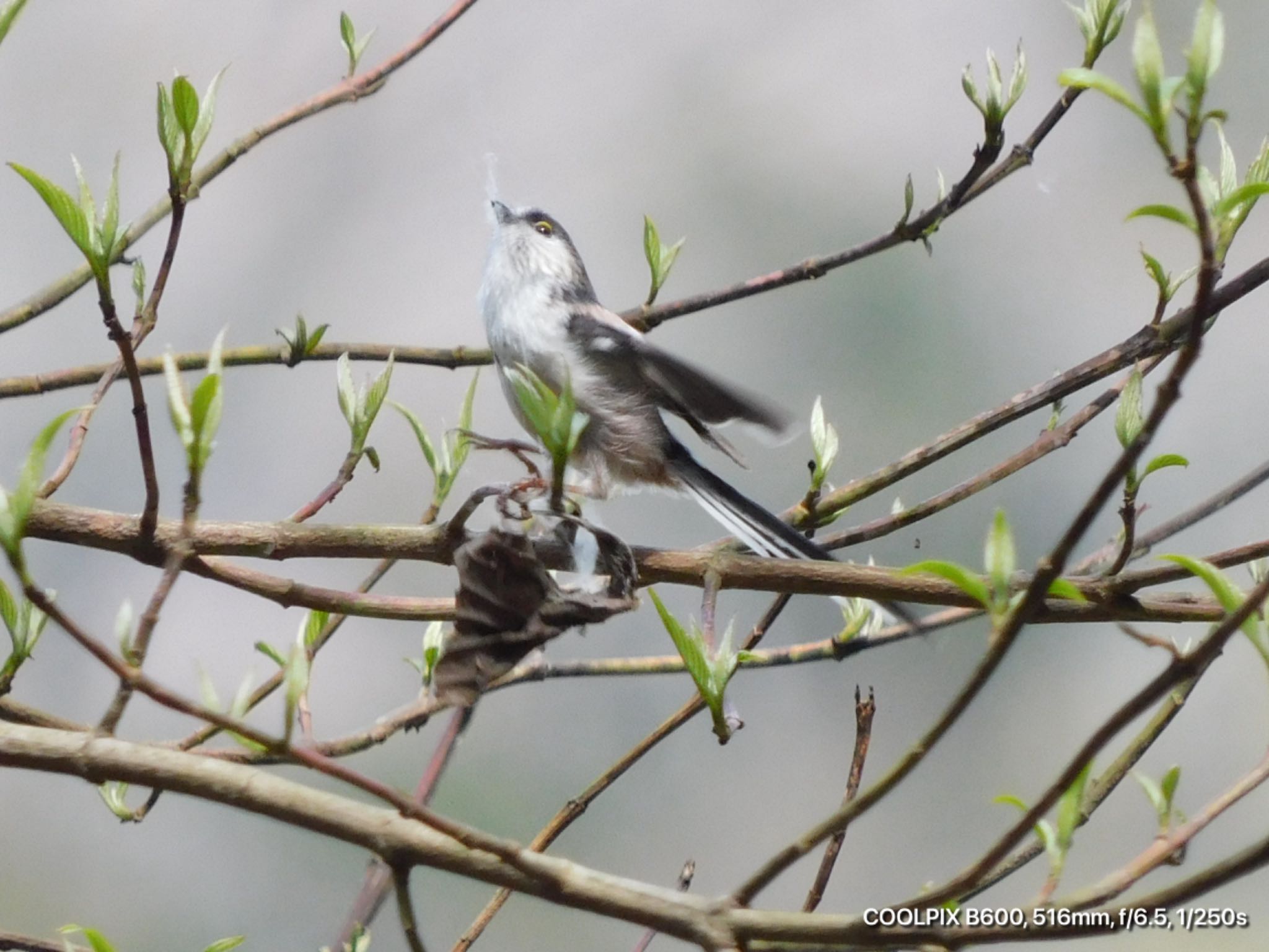 Photo of Long-tailed Tit at  by けー