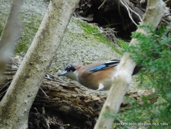 Eurasian Jay Unknown Spots Sat, 4/13/2024