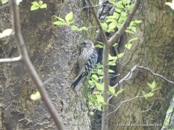 Japanese Pygmy Woodpecker Unknown Spots Sat, 4/13/2024