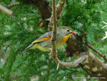 Red-billed Leiothrix Unknown Spots Sat, 4/13/2024