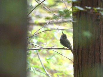 Eastern Crowned Warbler Hayatogawa Forest Road Fri, 4/12/2024