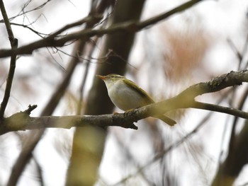 Eastern Crowned Warbler Hayatogawa Forest Road Fri, 4/12/2024