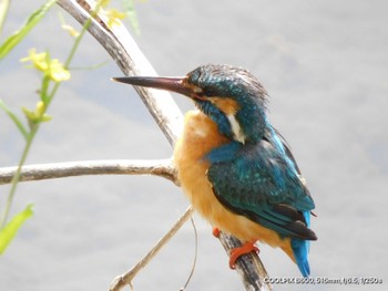 Common Kingfisher Unknown Spots Sun, 4/14/2024