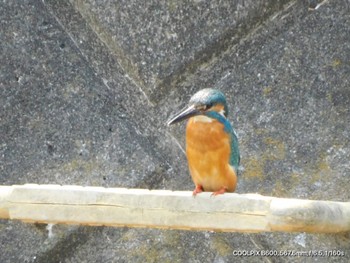 Common Kingfisher Unknown Spots Sun, 4/14/2024