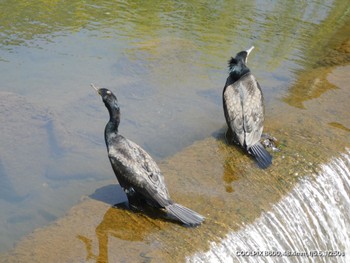 Great Cormorant Unknown Spots Sun, 4/14/2024