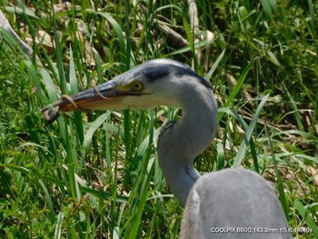 Grey Heron Unknown Spots Sun, 4/14/2024