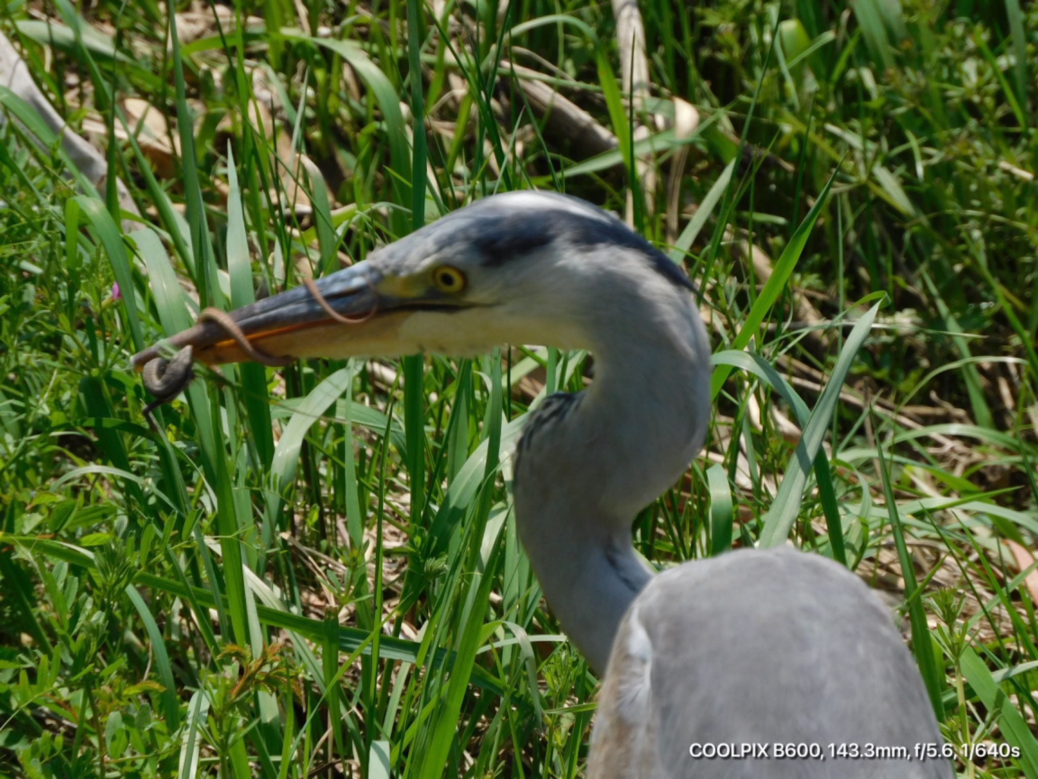 Photo of Grey Heron at  by けー