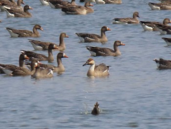 サカツラガン 蕪栗沼 2024年4月7日(日)