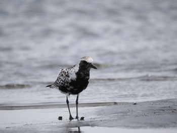 Grey Plover Sambanze Tideland Sat, 4/13/2024