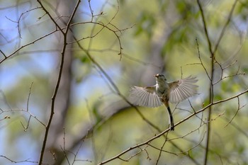 Sun, 4/14/2024 Birding report at 小幡緑地