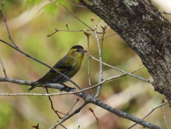 Eurasian Siskin 三河湖園地 Sun, 4/14/2024