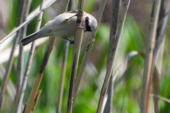 Chinese Penduline Tit 岡山市百間川 Sun, 4/14/2024