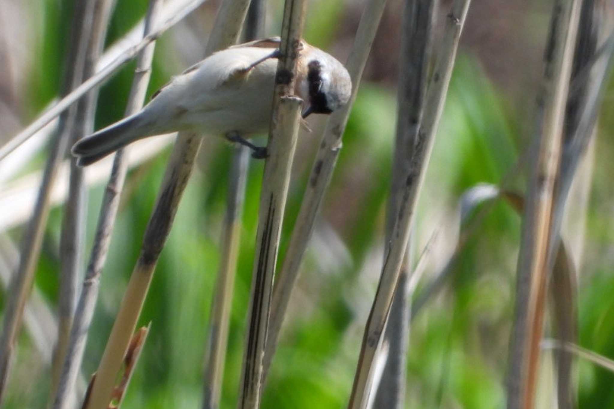 Photo of Chinese Penduline Tit at 岡山市百間川 by タケ