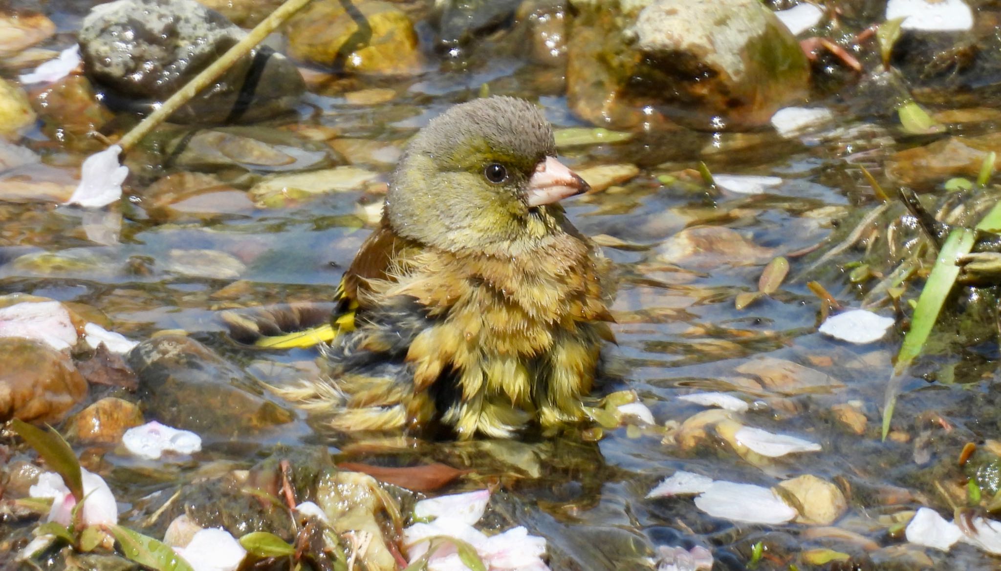 Grey-capped Greenfinch