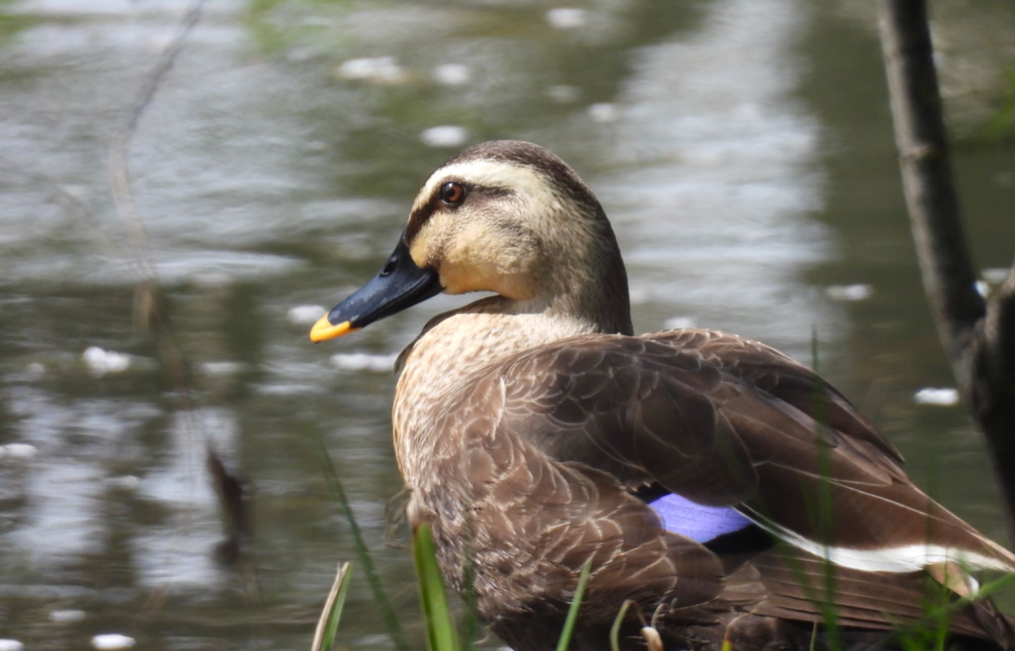 Eastern Spot-billed Duck