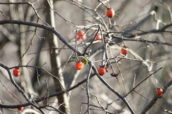 メジロ 東京都立桜ヶ丘公園(聖蹟桜ヶ丘) 2018年1月9日(火)