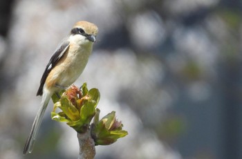 Bull-headed Shrike 愛知県 Thu, 4/11/2024